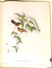 Exotische Vogel 22/24